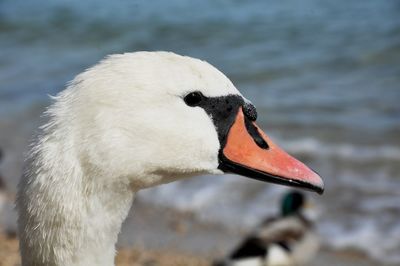 Close-up of swan in lake