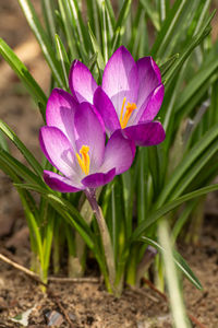 Close-up of purple crocus flower on field