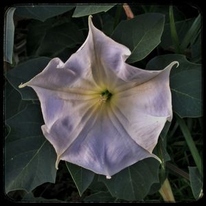 Close-up of flower blooming outdoors