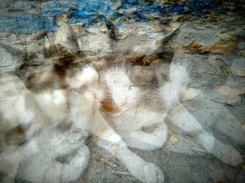 Full frame shot of rocks