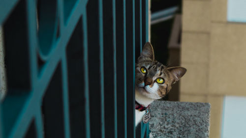 Portrait of cat looking at camera