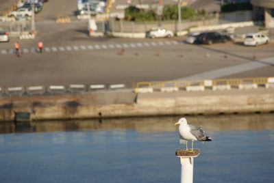 Close-up of birds in water