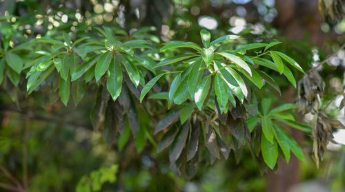 Close-up of green leaves