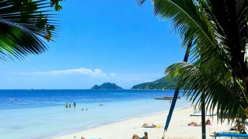 Palm trees on beach