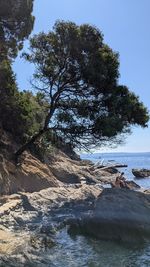 Scenic view of rocks in forest against sky