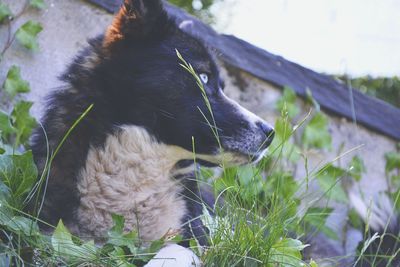 Close-up of dog in grass