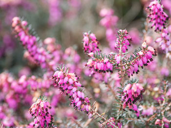 Blooming calluna vulgaris, heather, ling, or simply heather.  spring background with pink flowers.
