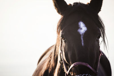 Portrait of a horse against clear sky