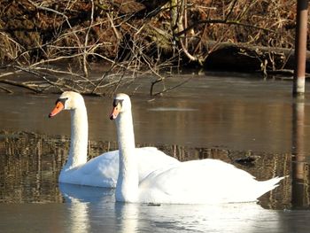 Swan floating on lake