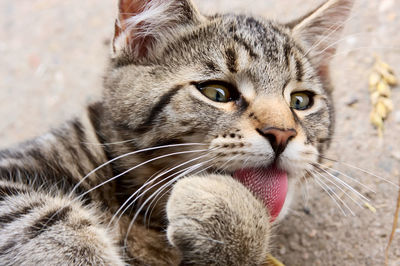 Striped cat licking its paw with its rough cat tongue as closeup cat portrait with white whiskers