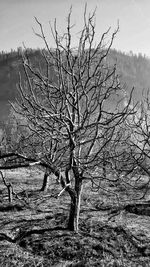 Bare tree on snow covered landscape