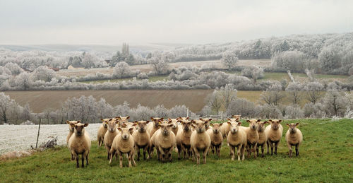 Elevated view of sheeps grazing on landscape against sky