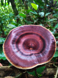 Close-up of mushroom growing on tree stump in forest