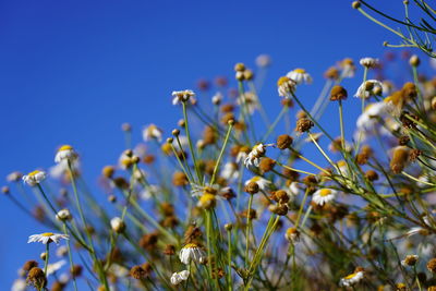 Low angle view of flowering plants against clear blue sky