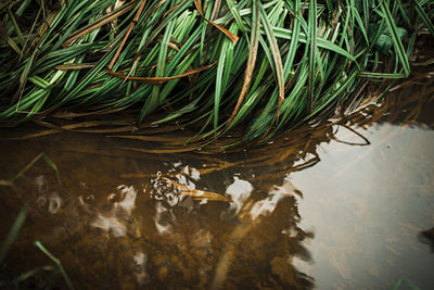 High angle view of plants in lake