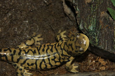 Close-up of a turtle
