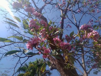 Low angle view of fresh pink tree against sky