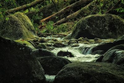 Stream flowing through rocks in forest