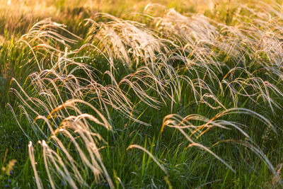 Full frame shot of feather grass on green summer field