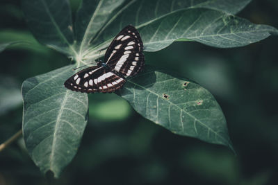 Butterfly on leaf