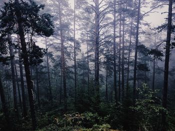 Trees in forest