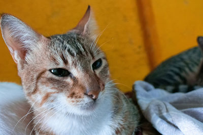 Close-up portrait of a kitten