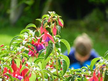 Close-up of red flowers blooming outdoors