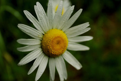 Close-up of white flowering plant 