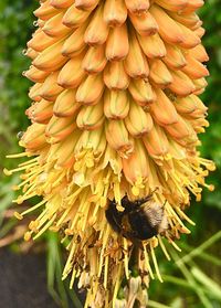 Close-up of insect on yellow flower