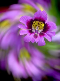 Close-up of pink flower