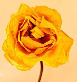 Close-up of yellow rose against white background