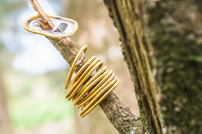 Close-up of soda ring pulls hanging on tree