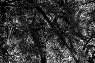 Low angle view of trees in forest against sky