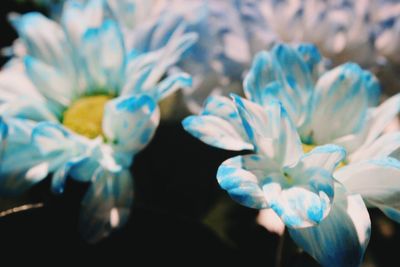 Close-up of purple flowers