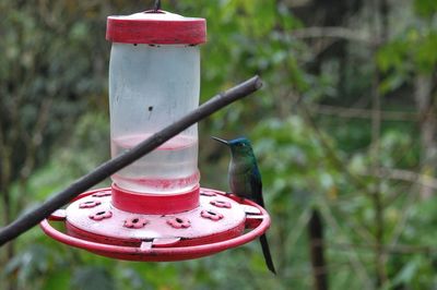 Close-up of bird perching on feeder