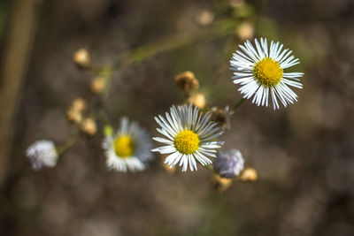 Close-up of yellow flowers blooming outdoors