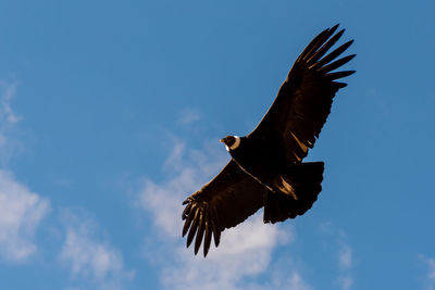 Low angle view of eagle flying against sky