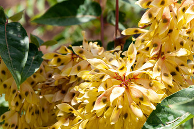 Close-up of yellow flowering plant