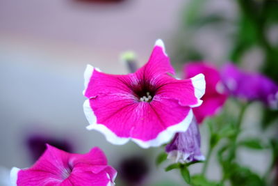 Close-up of purple iris blooming outdoors