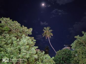 Low angle view of plants against sky at night
