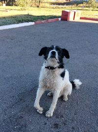 Dog lying on ground