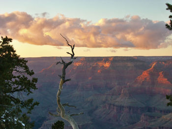 Plants growing on rock against sky during sunset