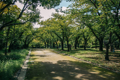 Road amidst trees against sky