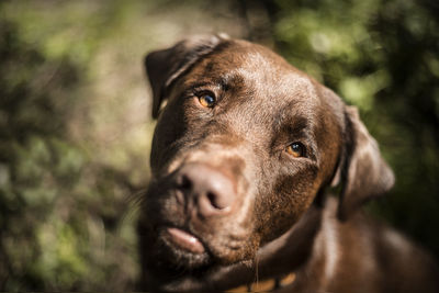 Close-up of dog