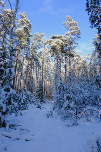 Low angle view of snow covered trees in forest against sky