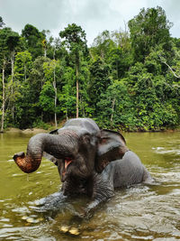 Isabela, is one of the female sumatran elephant that lives in cru sampoineut, aceh jaya, indonesia. 