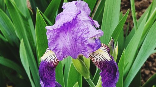 Close-up of purple iris flower growing outdoors