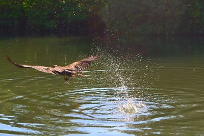 Swan swimming in lake