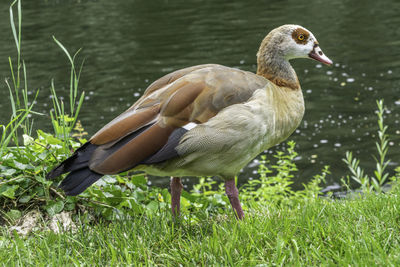 Duck on lakeshore