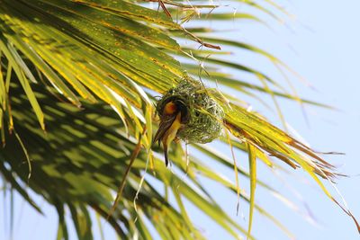 Close-up of insect on plant